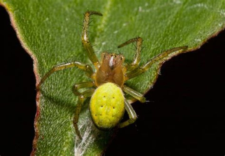 Are all green spiders poisonous?