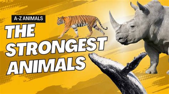 Are ants the strongest animal?