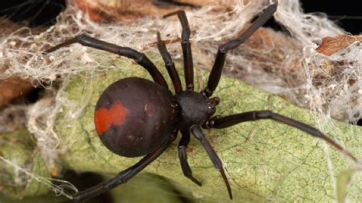 Are any spiders asexual?