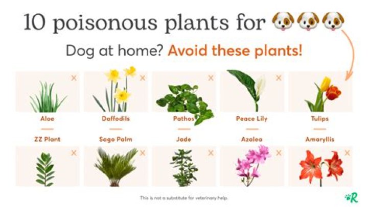 Are avocado leaves poisonous to dogs?