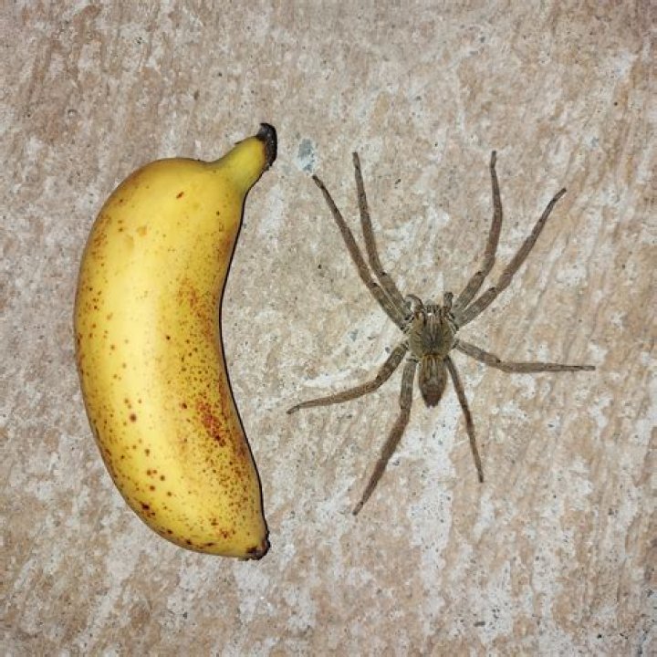 Are banana spiders real?
