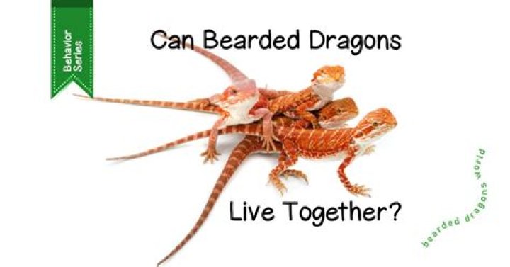 Are bearded dragons afraid of dogs?