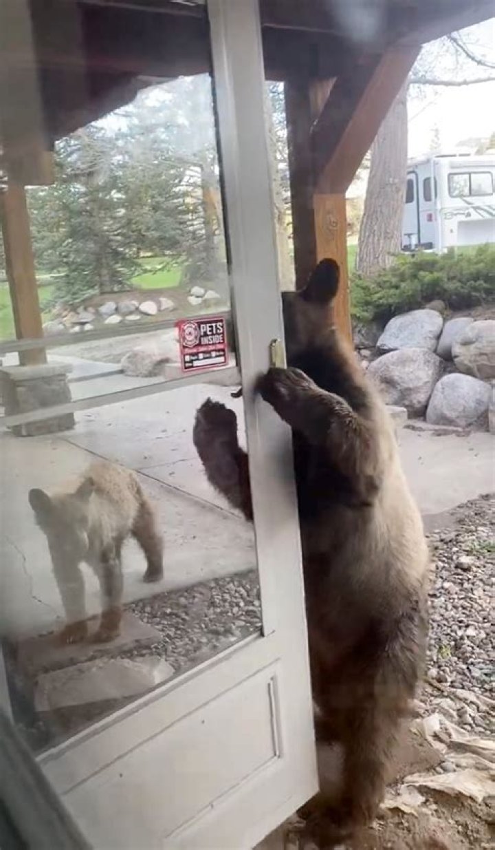 Are bears scared of car horns?