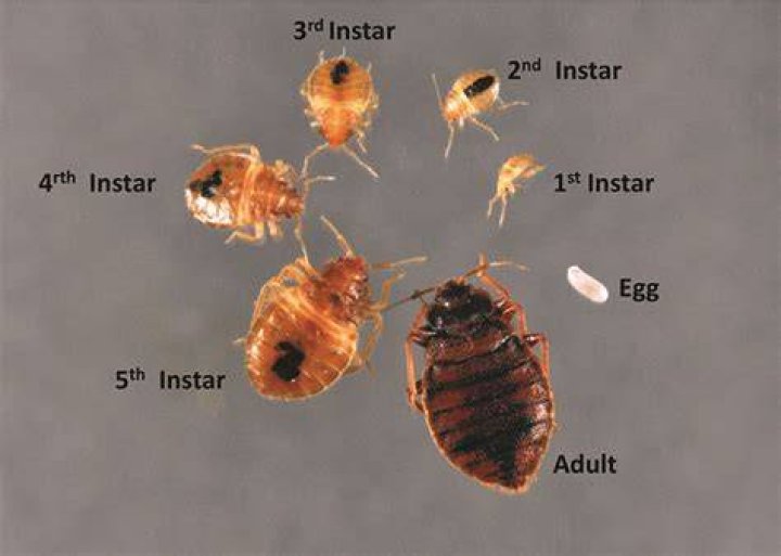 Are bed bugs attracted to lavender?
