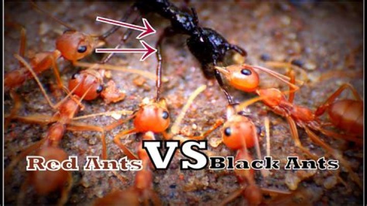 Are black ants friendly?