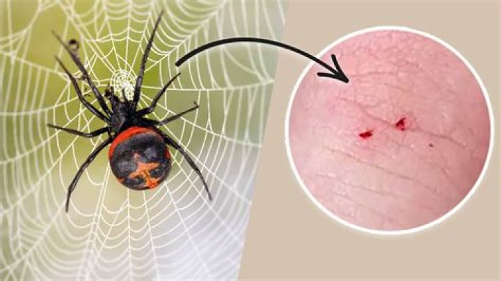 Are black widow spiders asexual?