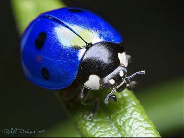 Are blue ladybugs real?