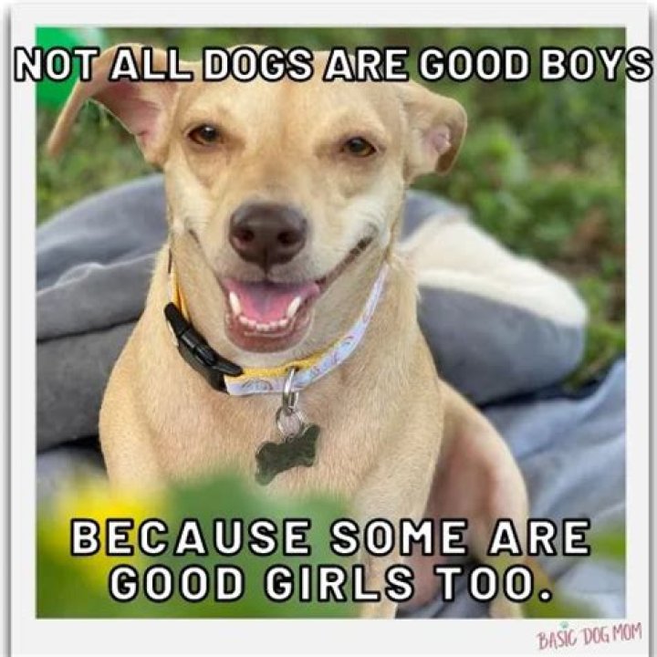 Are boy or girl dogs better?