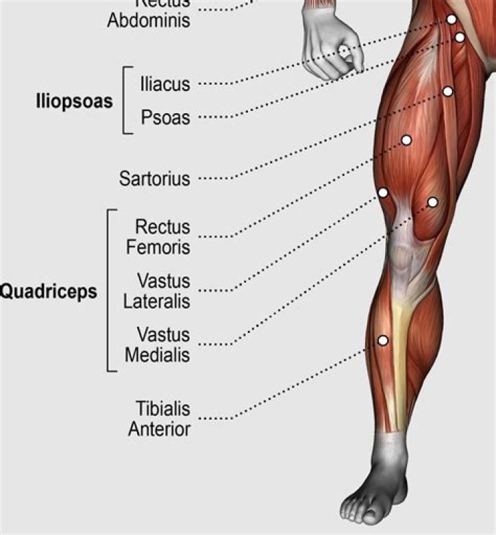 Are calves stronger than quads?