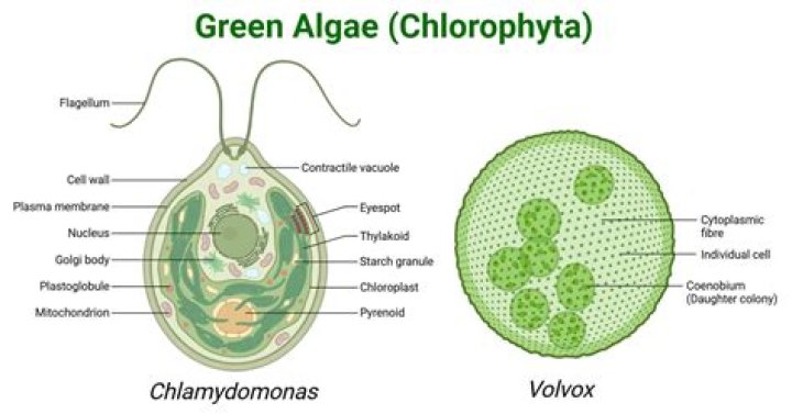 Are Chlorophyte arrows worth it?