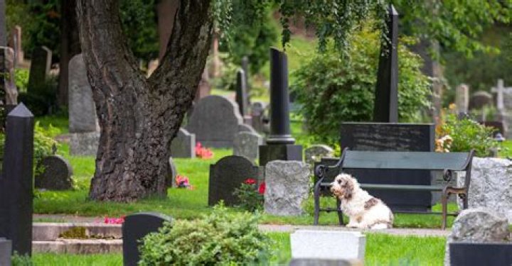 Are dogs allowed in cemeteries in NJ?