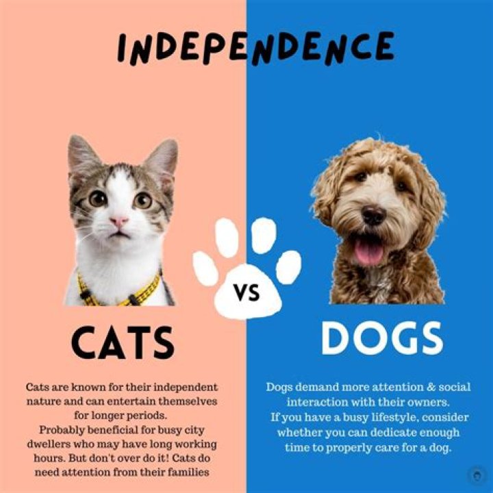 Are dogs superior to cats?