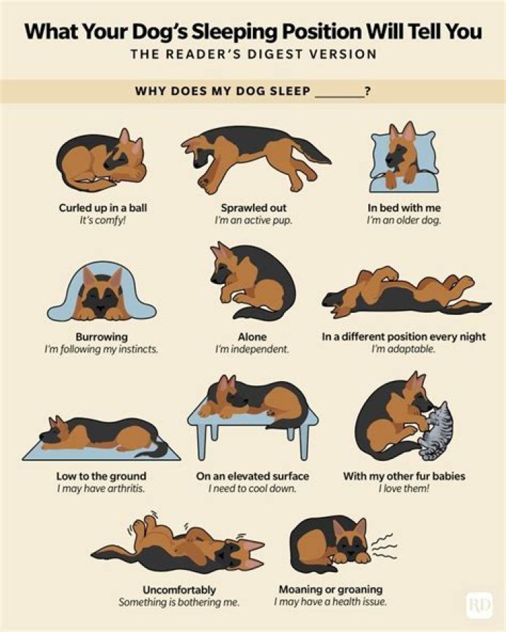 Are dogs warmer when they sleep?