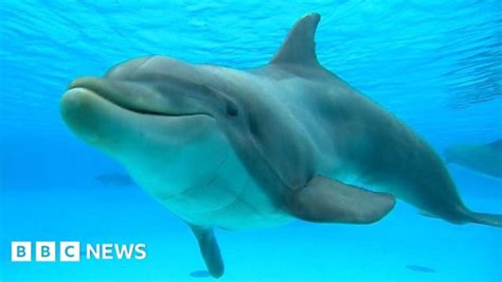 Are dolphins in captivity happy?