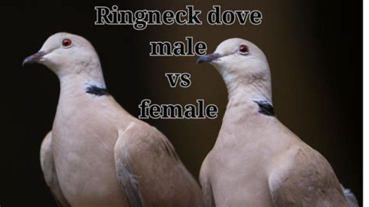 Are doves male or female?
