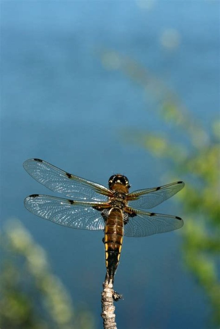 Are dragonflies good hunters?