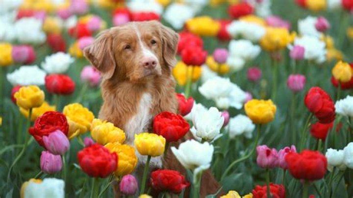 Are fairy rings poisonous to dogs?