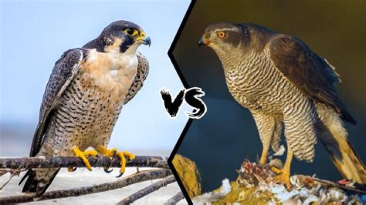 Are Falcon and Bucky dating?