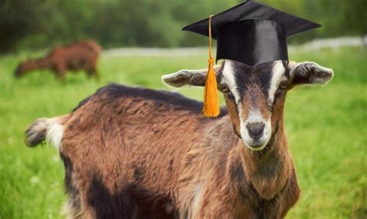 Are goats smart?