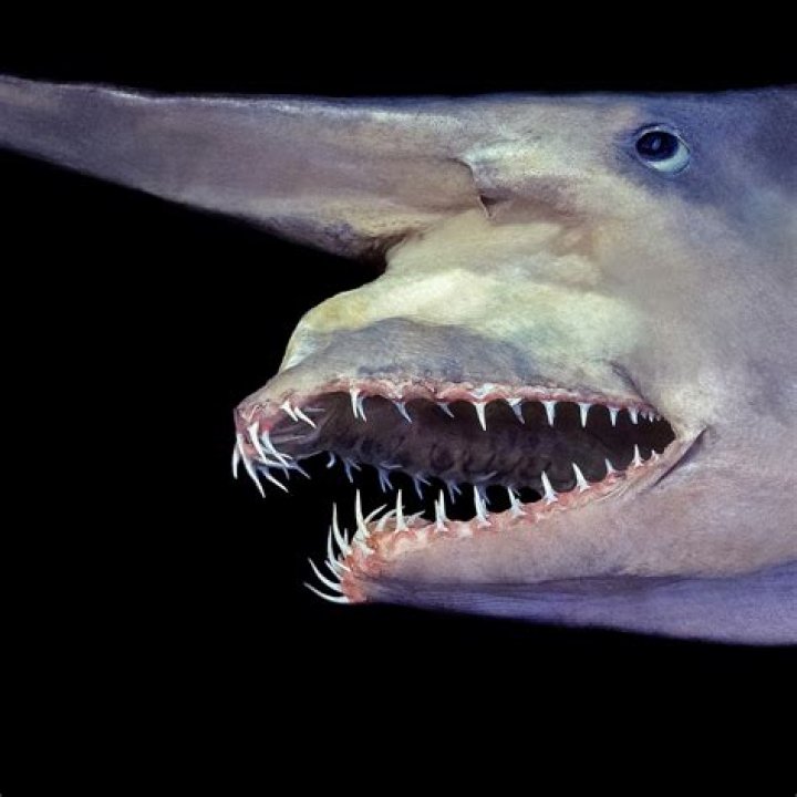 Are goblin sharks friendly?
