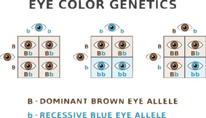 Are green eyes dominant or recessive?