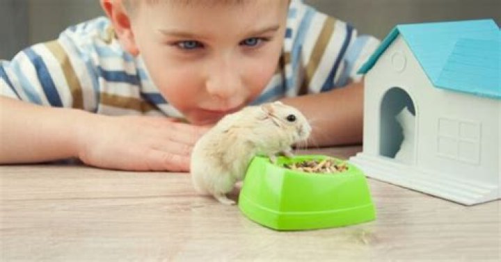 Are hamsters good pets for kids?
