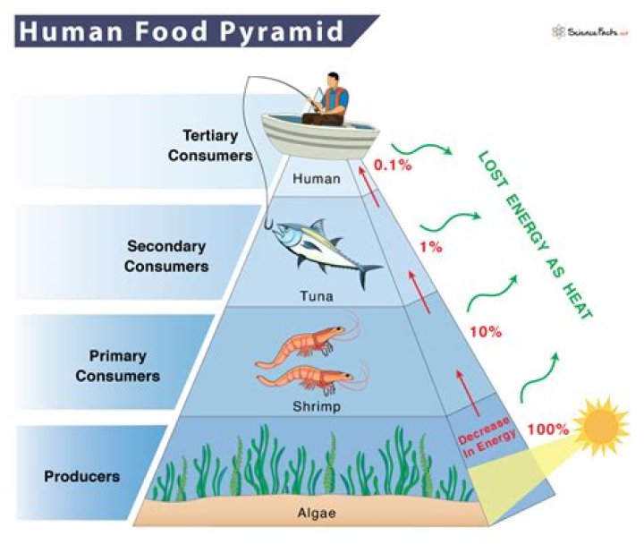 Are humans at the top of the food chain?