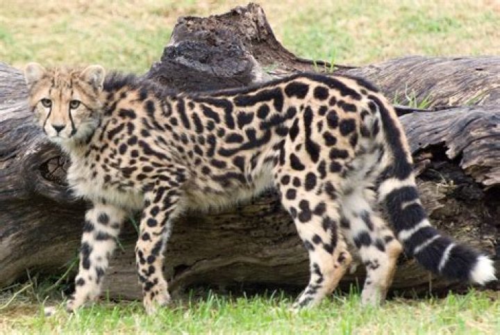 Are king cheetahs real?