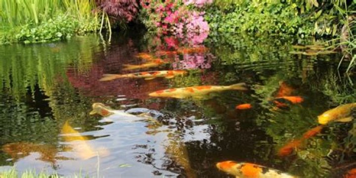 Are koi ponds hard to maintain?