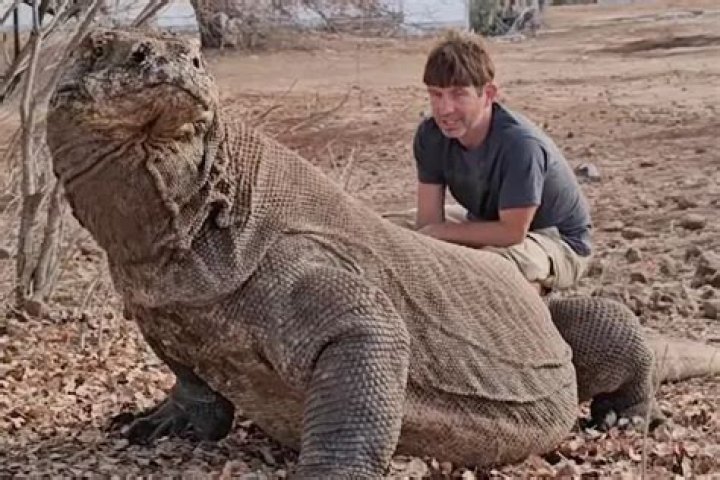 Are Komodo dragons bigger than alligators?