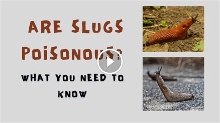 Are leaf slugs poisonous?