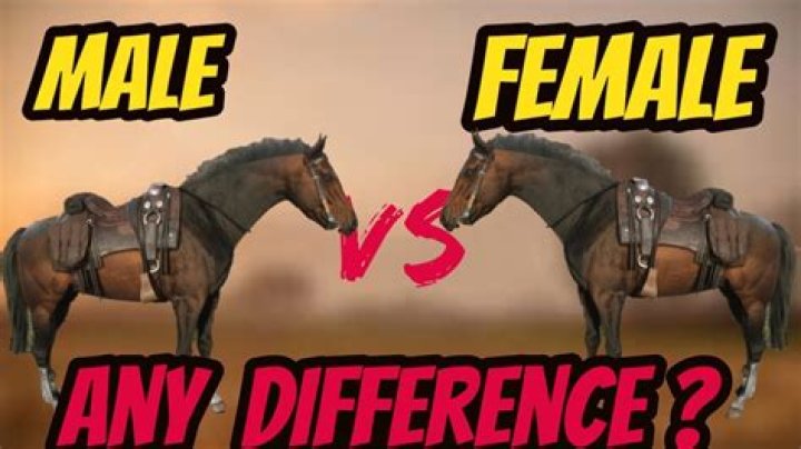 Are male or female horses nicer?