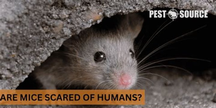 Are mice scared of human?