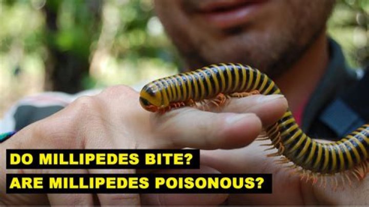 Are millipedes harmful?