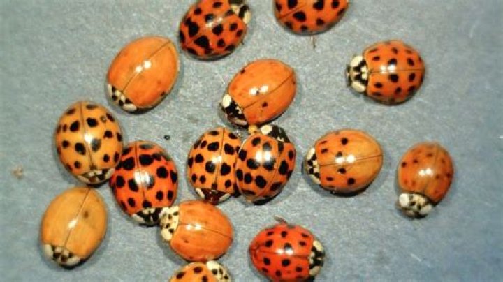 Are orange ladybugs real?