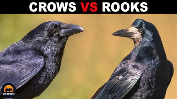 Are owls predators of crows?