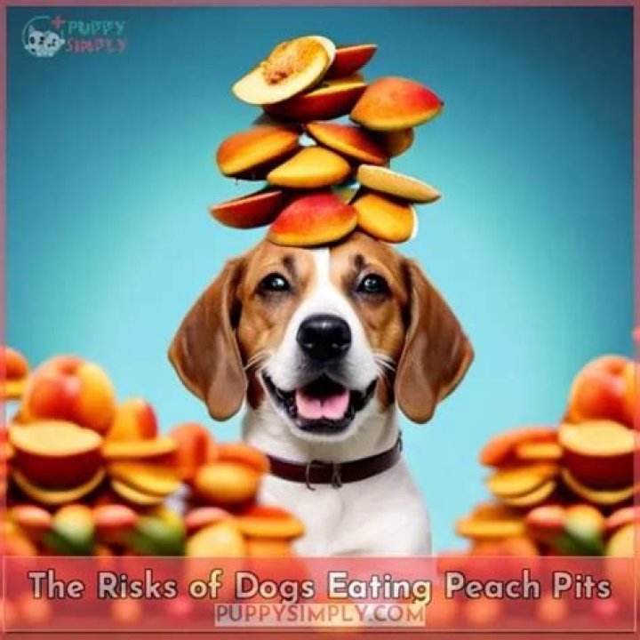 Are peach pits toxic to dogs?