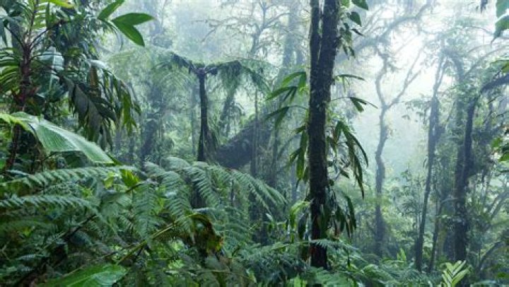 Are rainforests jungles?