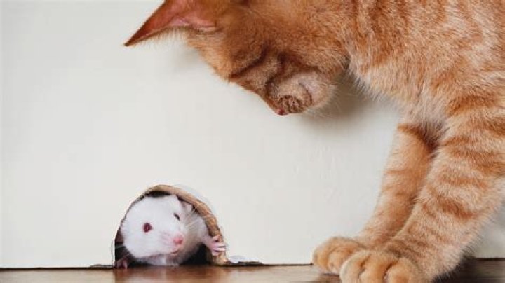Are rats afraid of cat urine?
