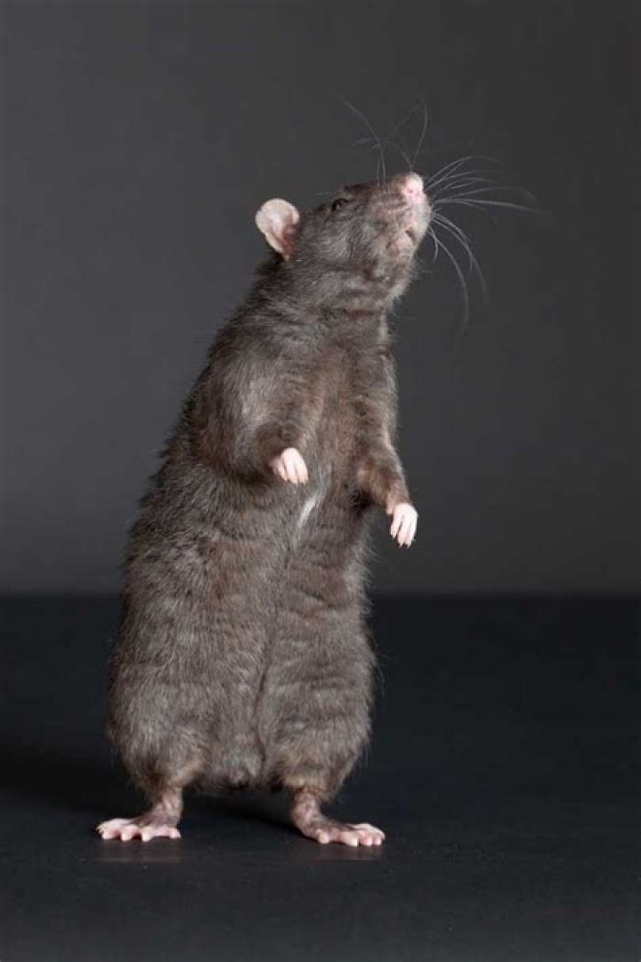 Are rats afraid of humans?