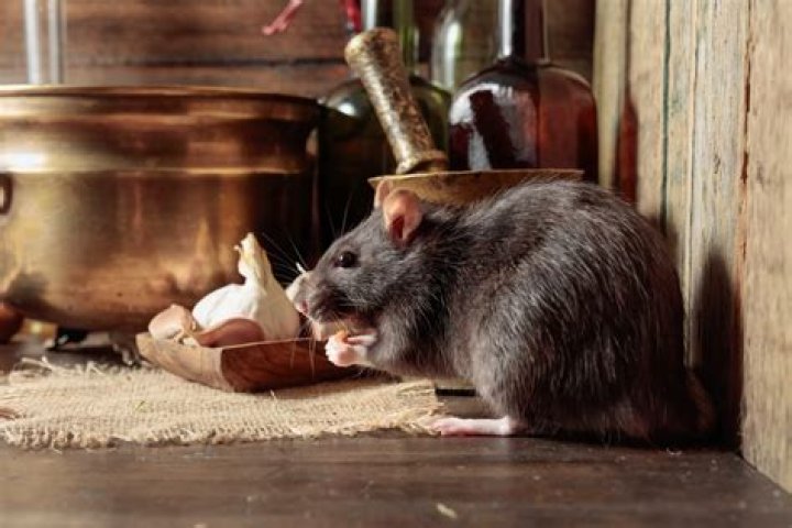 Are rats harder to get rid of than mice?
