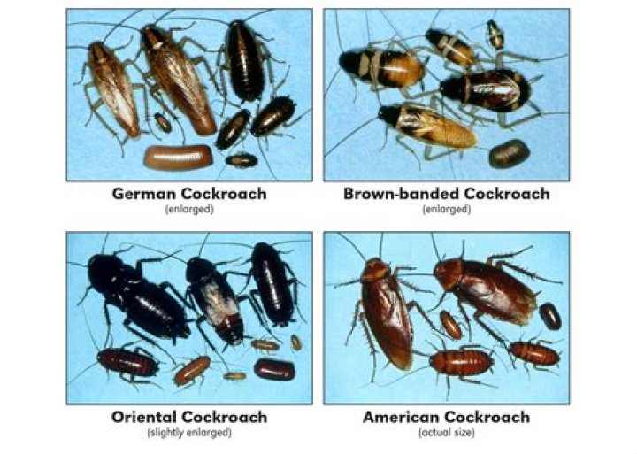 Are roaches friendly to humans?
