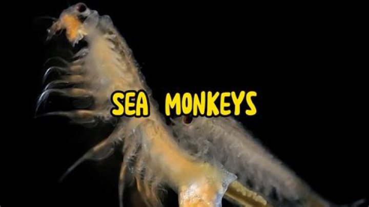 Are Sea Monkeys cruel?