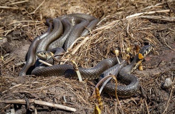 Are snakes attracted to mulch?