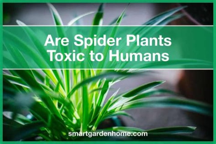 Are spider plants toxic to humans?
