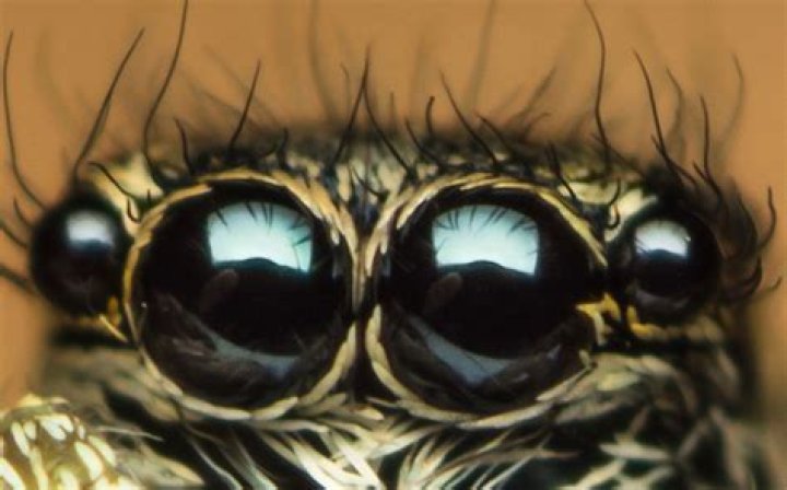 Are spiders blind and deaf?