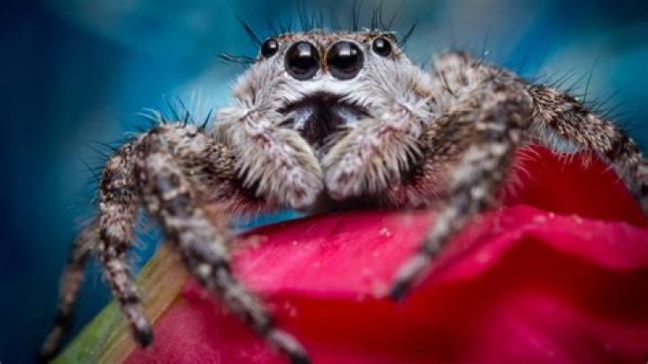 Are spiders good moms?