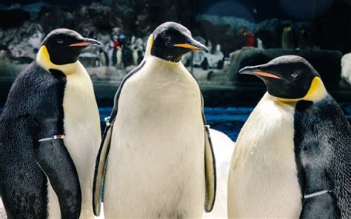 Are the penguins at SeaWorld real?