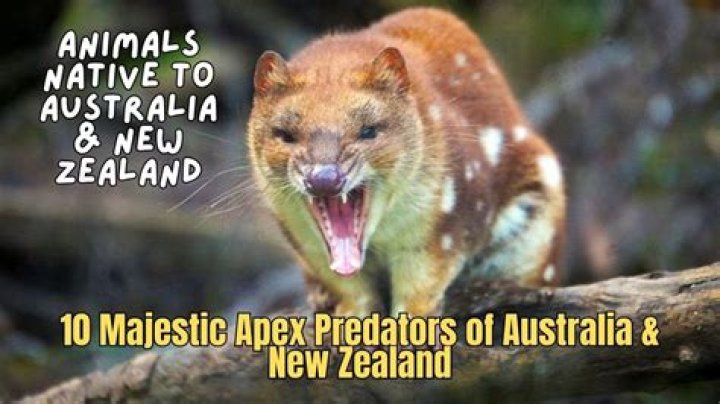 Are there any predators in England?