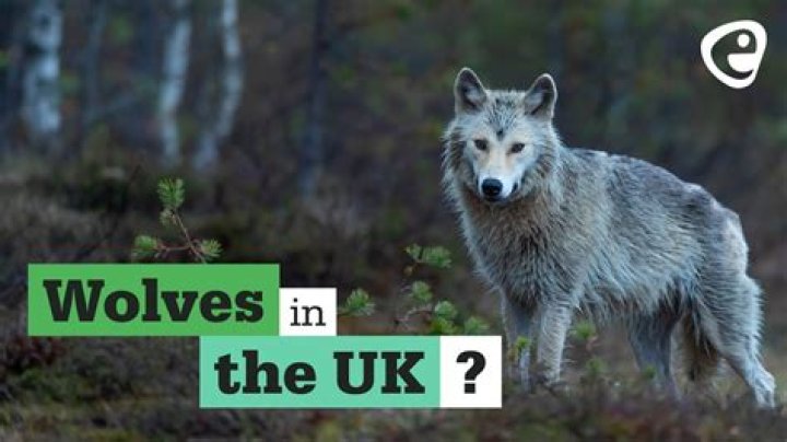 Are there any wolves in the UK?